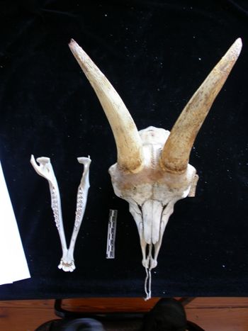 Media type: image;   Mammalogy 17392